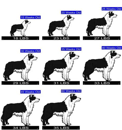 akc border collie breed standard|average weight of border collie.